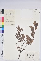 米飯花藏品圖，第1張