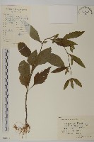 煙管草藏品圖，第1張