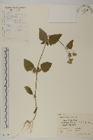 霍香薊藏品圖，第1張