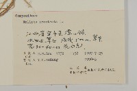 鱧腸藏品圖，第3張