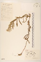 薄雪火絨草藏品圖，第1張