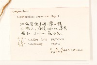 薄雪火絨草藏品圖，第3張