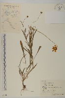 大金雞菊藏品圖，第1張