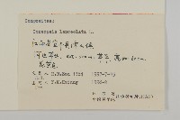 大金雞菊藏品圖，第3張