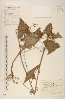 山萵苣藏品圖，第1張