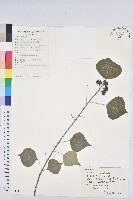 烏臼藏品圖，第1張