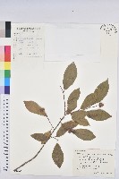 白木烏臼藏品圖，第1張