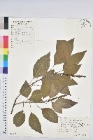 白臼藏品圖，第1張