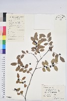 青灰葉下珠藏品圖，第1張