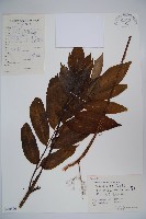 冇骨消藏品圖，第1張