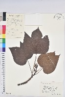 千年桐藏品圖，第1張