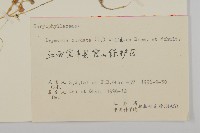 亮葉楊桐藏品圖，第2張