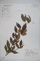 松田氏莢迷、宜昌莢迷藏品圖，第1張