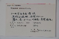 松田氏莢迷、宜昌莢迷藏品圖，第2張