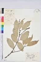 苦櫧栲藏品圖，第1張