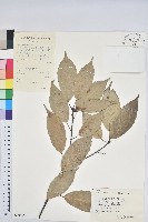 青剛櫟、鐵椆藏品圖，第1張