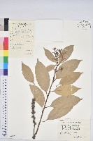 子彈石櫟藏品圖，第1張