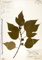 構樹藏品圖，第1張