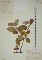 薜荔藏品圖，第1張