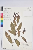 茅栗藏品圖，第1張