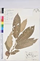 板栗藏品圖，第1張