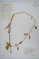 空心蓮子草藏品圖，第1張