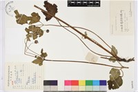 打破碗花花藏品圖，第1張