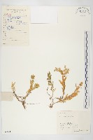 垂盆草藏品圖，第1張