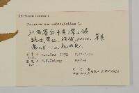 臭杏、土荊芥藏品圖，第3張