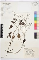 威靈仙藏品圖，第1張