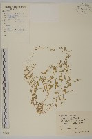 雀舌草藏品圖，第1張