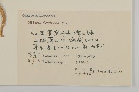 蠅子草藏品圖，第3張