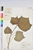 登錄號:S060954藏品圖，第1張