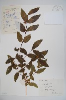 下江忍冬藏品圖，第1張