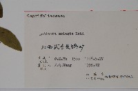 下江忍冬藏品圖，第2張