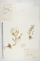 大葉火焰草藏品圖，第1張