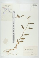 葶藶藏品圖，第1張