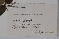 大花忍冬藏品圖，第2張