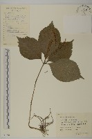 寬葉金粟蘭藏品圖，第1張