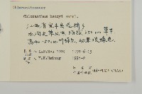 寬葉金粟蘭藏品圖，第3張