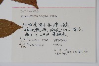 榿木藏品圖，第2張