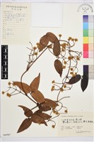 山木通藏品圖，第1張