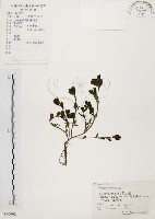 馬齒莧藏品圖，第1張