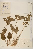 小米菊藏品圖，第1張