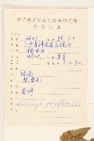 小米菊藏品圖，第2張