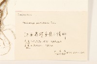 小米菊藏品圖，第3張