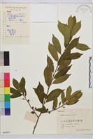 鈍齒鼠李藏品圖，第2張