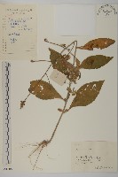 杓兒菜藏品圖，第1張