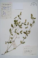 爵床、六角英藏品圖，第1張