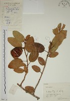 薜荔藏品圖，第1張